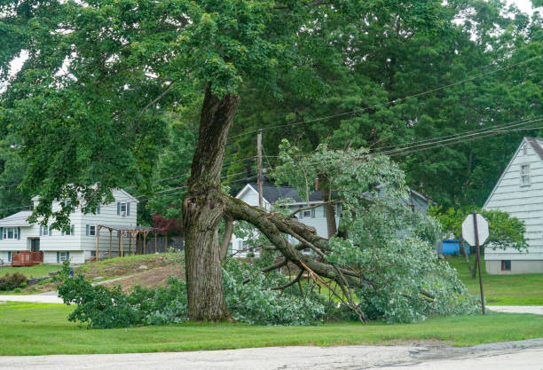 Best Seasonal Cleanup (Spring/Fall)  in Mancelona, MI