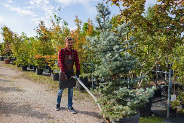 Reliable Mancelona, MI Tree Care Services Solutions